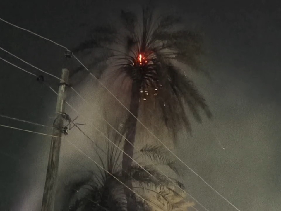 Fire in palm tree due to spark in high tension line in Valsad