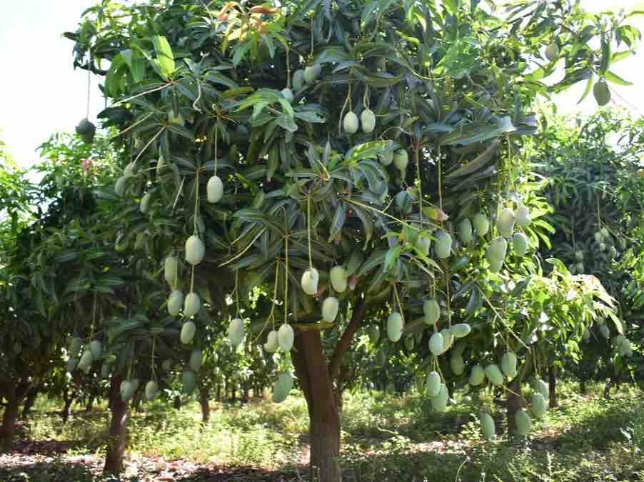 A novel experiment to increase mango production through natural farming