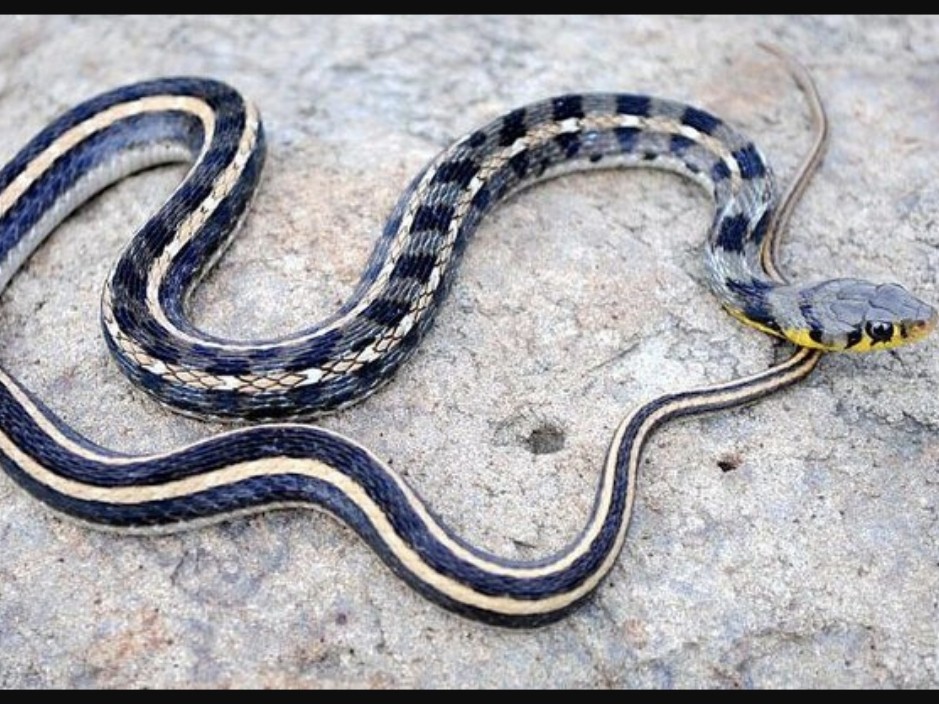 Bharuch Amod Construction Site; Snake Sighting Causes Commotion