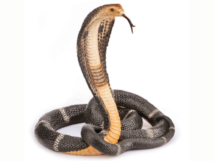 Snakes: Myth and Reality
