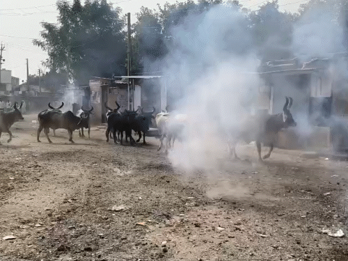 ફટાકડા ફોડીને ગાયોને દોડાવાઈ.