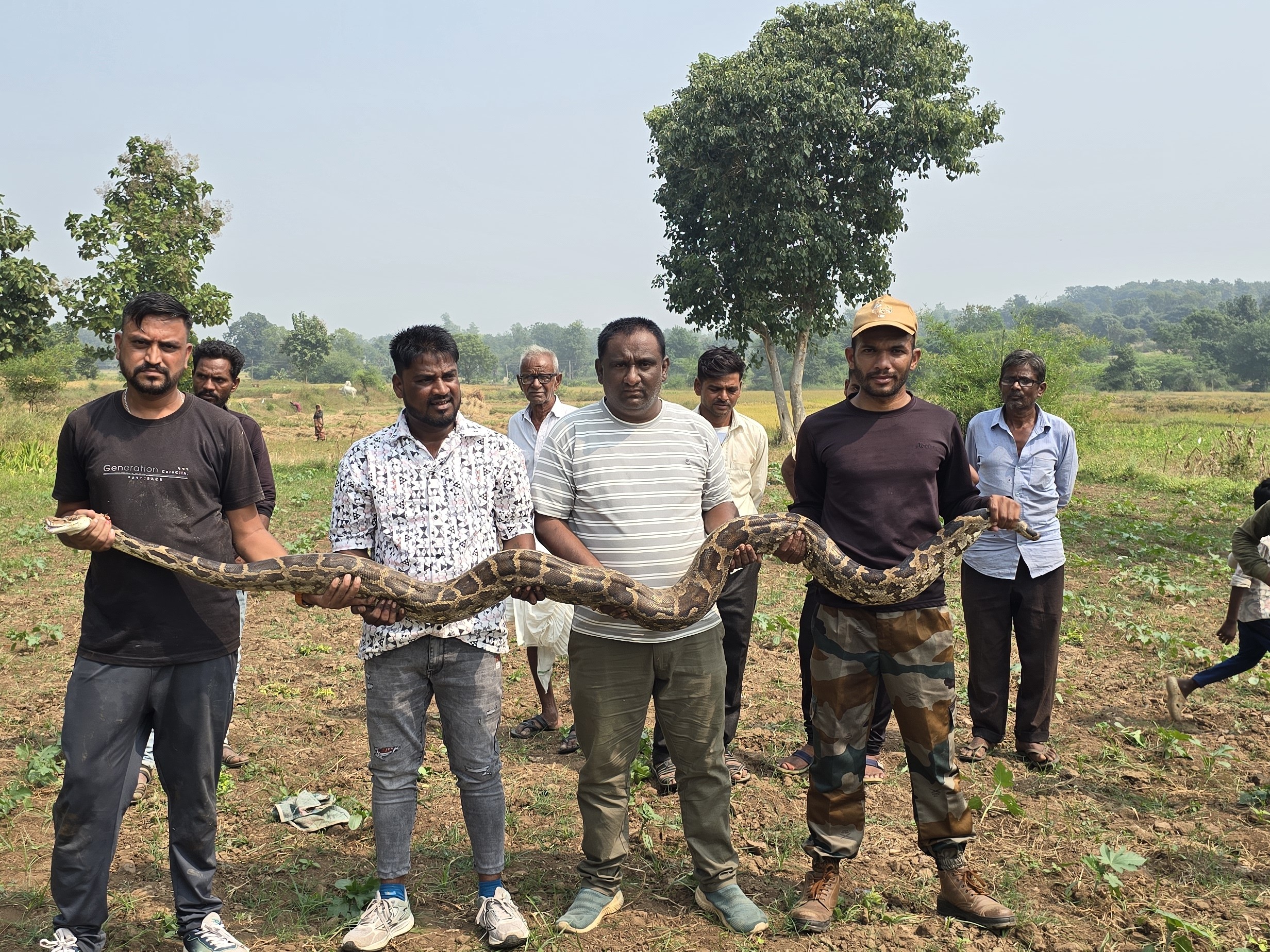 10 Feet Python Rescued Well Santrampur Vakdi