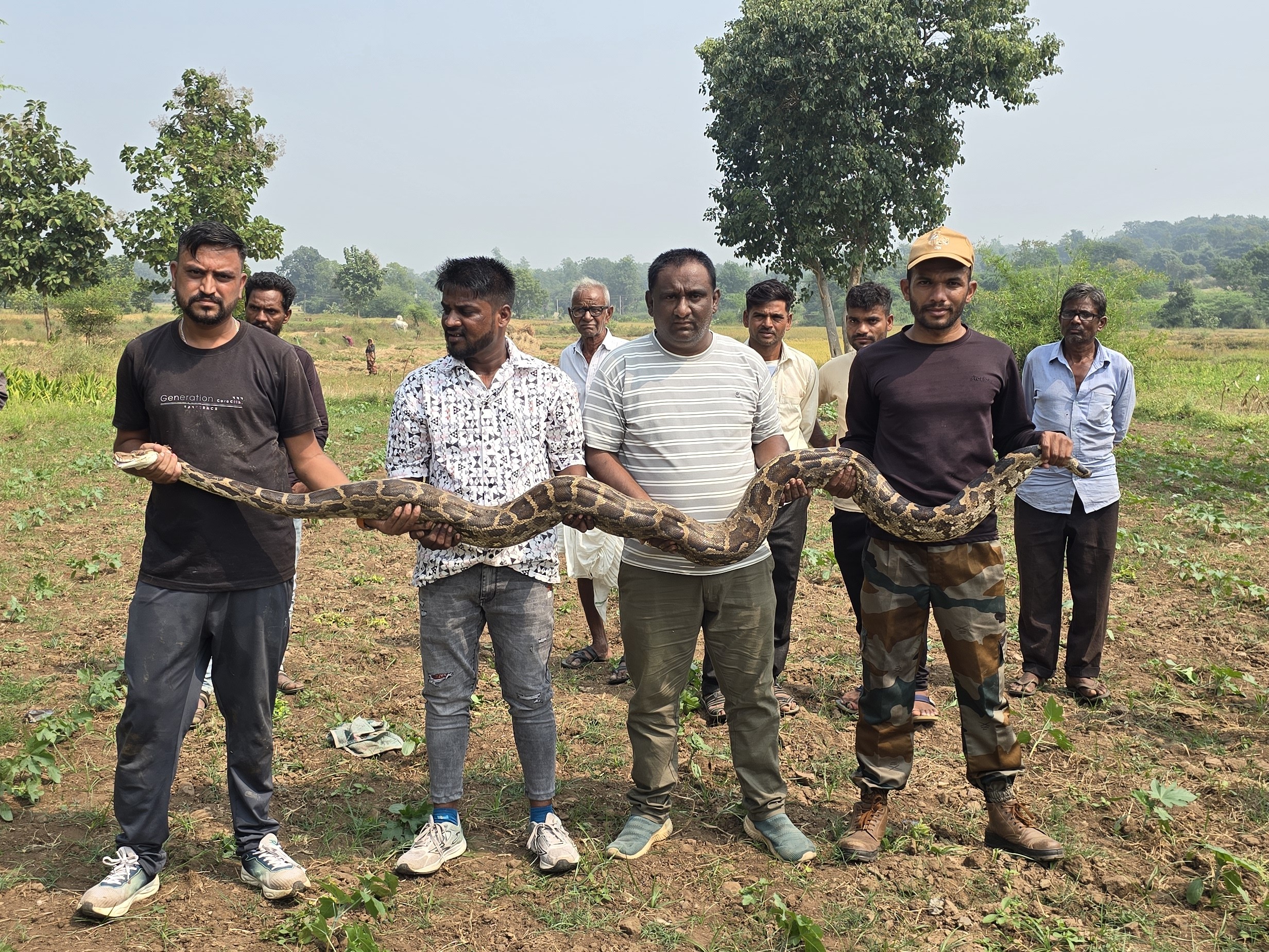 100 Foot Python 10 Feet Python Rescued Well Santrampur Vakdi