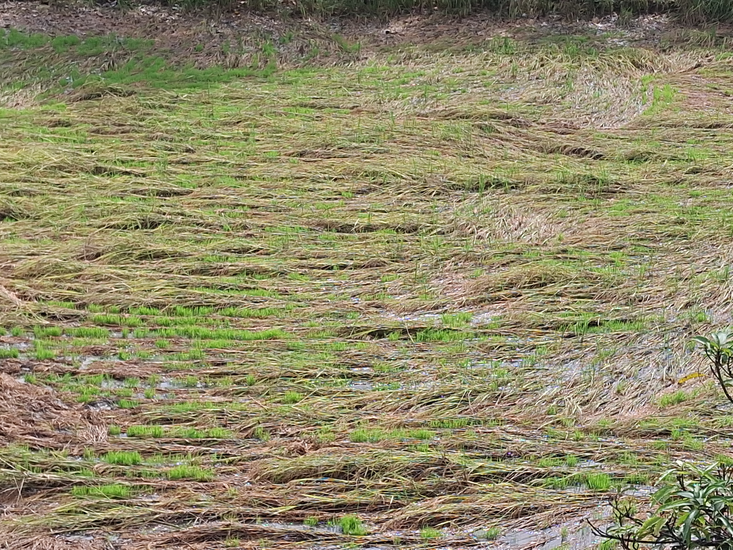 Storm and unseasonal rains damage crops in Valsad