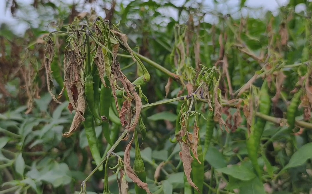 screenshot 2025 10 26 094727 1761452338