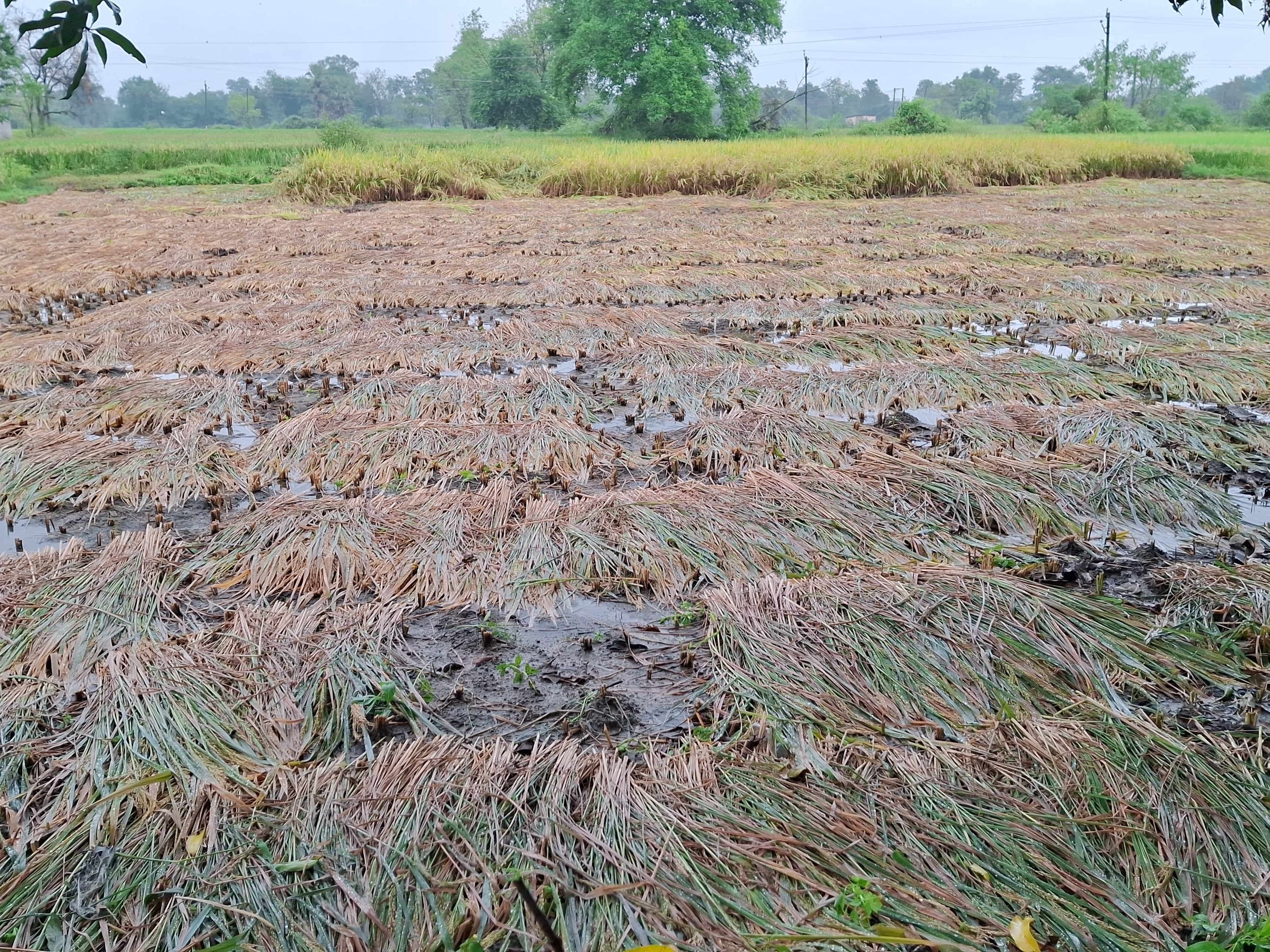 Bodeli Unseasonal Rain Damages Paddy Crops Farmers Worried