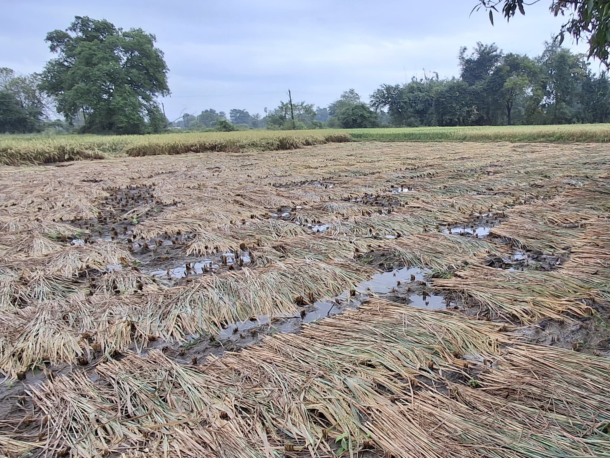 Bodeli Unseasonal Rain Damages Paddy Crops Farmers Worried
