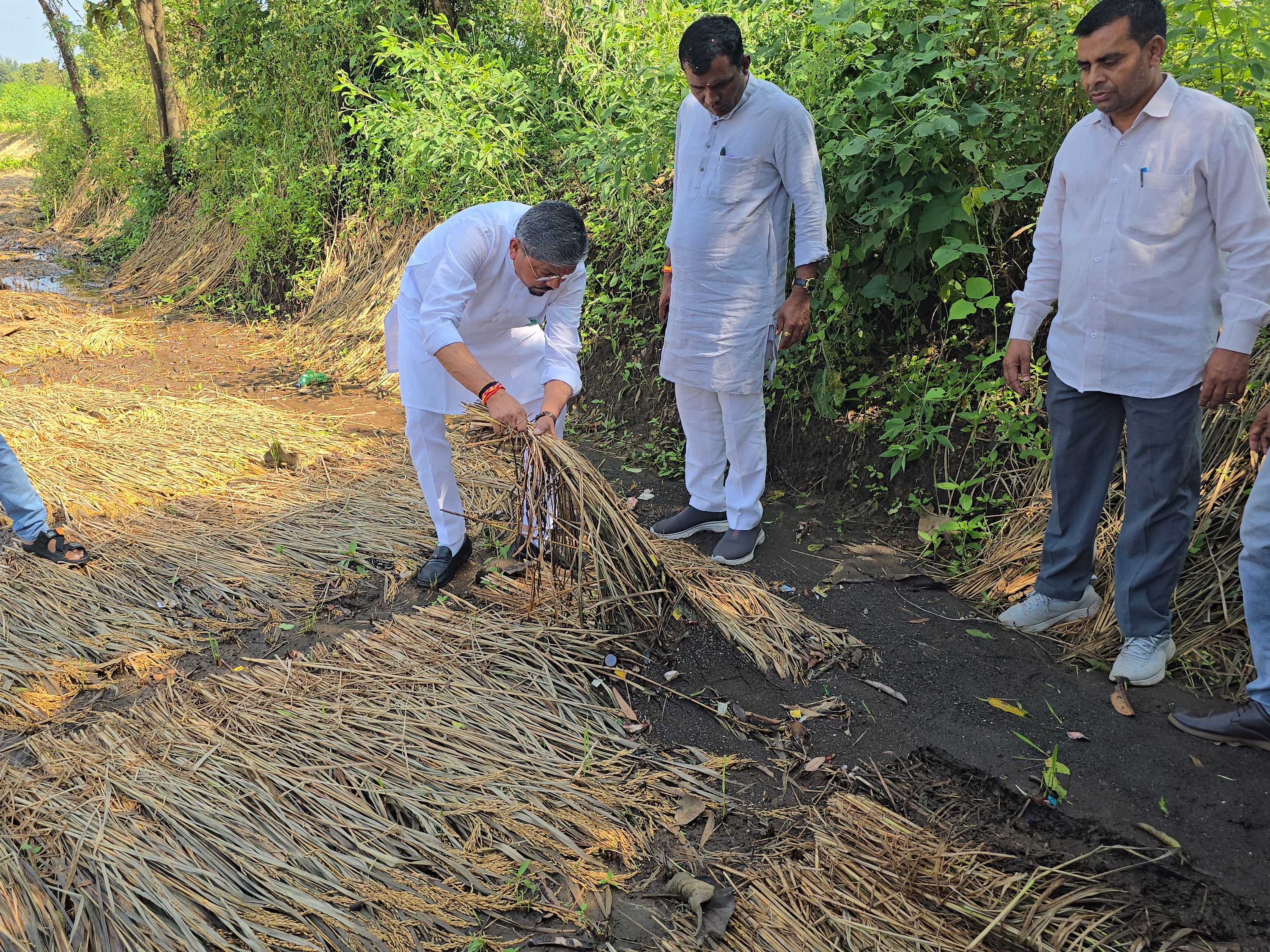 Unseasonal rains cause damage to paddy in Tapi