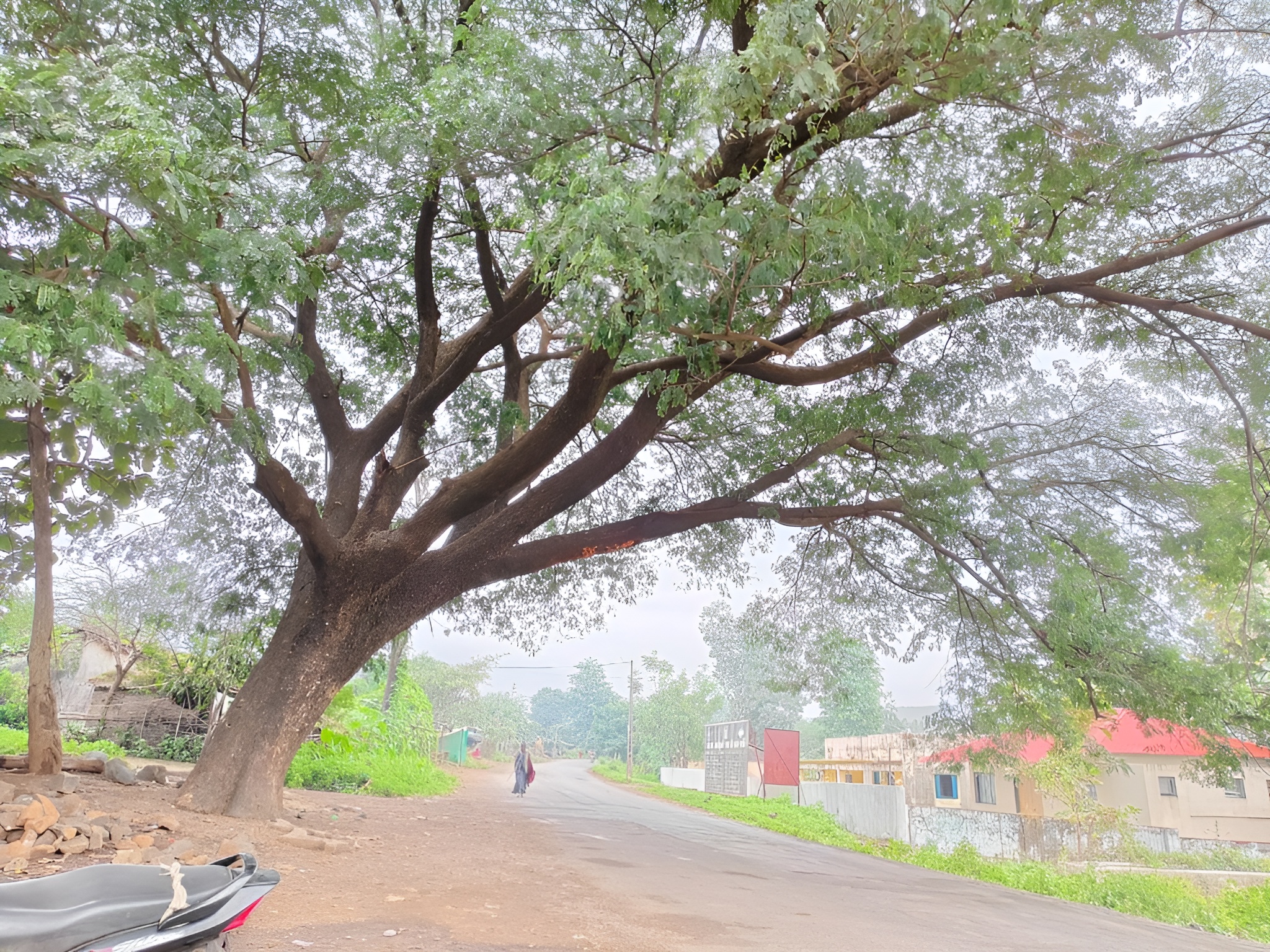 Mogra tree on the road near Borkhal becomes a headache for motorists