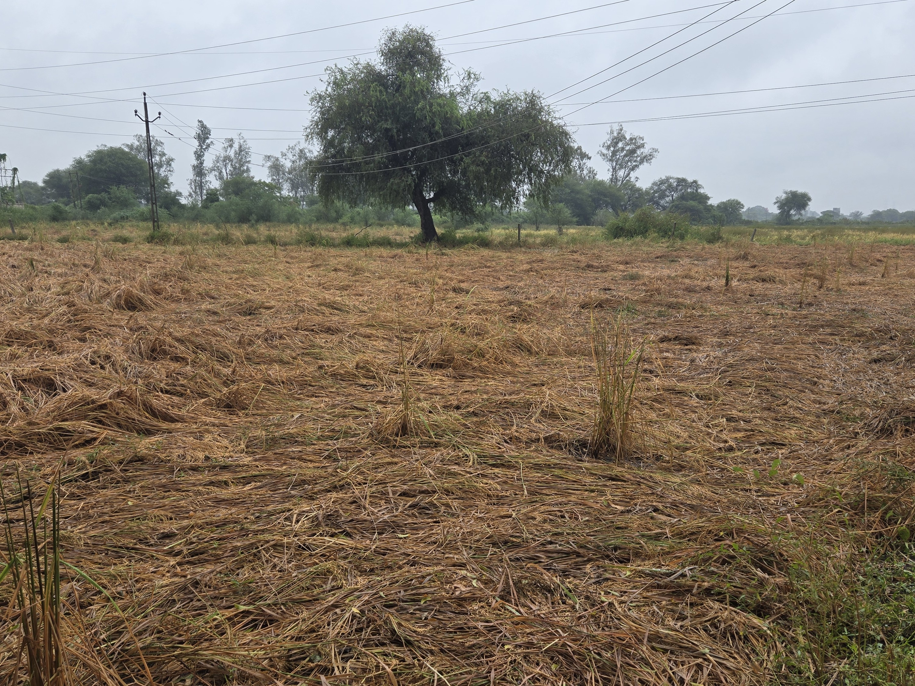 Crop damage due to unseasonal rains: Survey started by 130 teams in Kheda