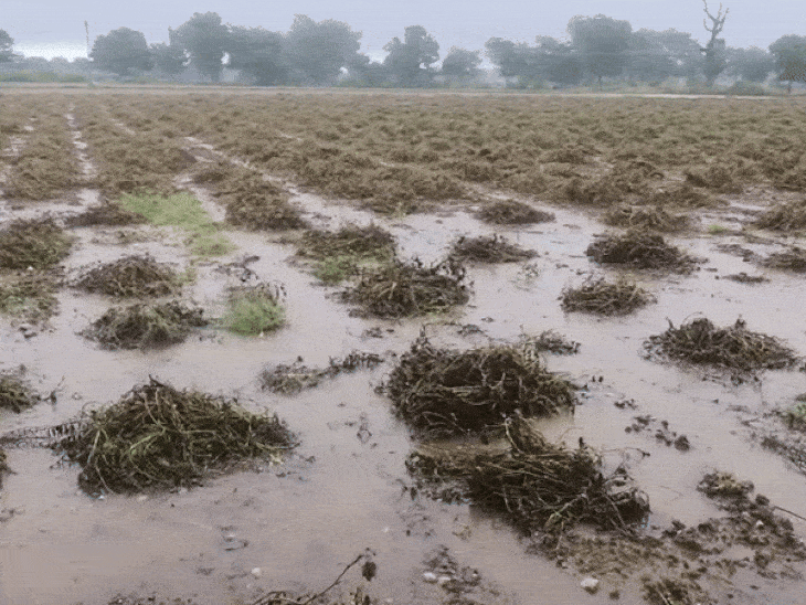 CM Bhupendra Patel announces ₹10,000 crore relief: Decision taken after  high-level review meeting over extensive crop loss assessment across  Gujarat - Gujarat News | Bhaskar English