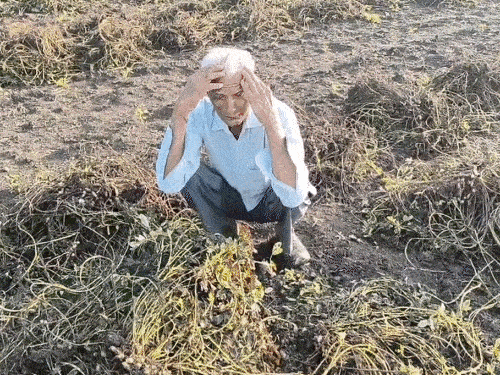 CM Bhupendra Patel announces ₹10,000 crore relief: Decision taken after  high-level review meeting over extensive crop loss assessment across  Gujarat - Gujarat News | Bhaskar English