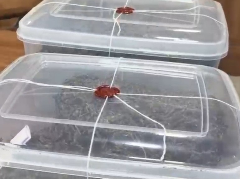 Aravalli SOG seizes marijuana worth Rs 4.90 lakh | અરવલ્લી SOGએ 4.90 લાખનો  ગાંજો ઝડપ્યો: રાજસ્થાનથી આવતી ટ્રકમાંથી 9.8 કિલો ગાંજા સાથે બે ઝડપાયા -  Aravalli (Modasa) News | Divya Bhaskar