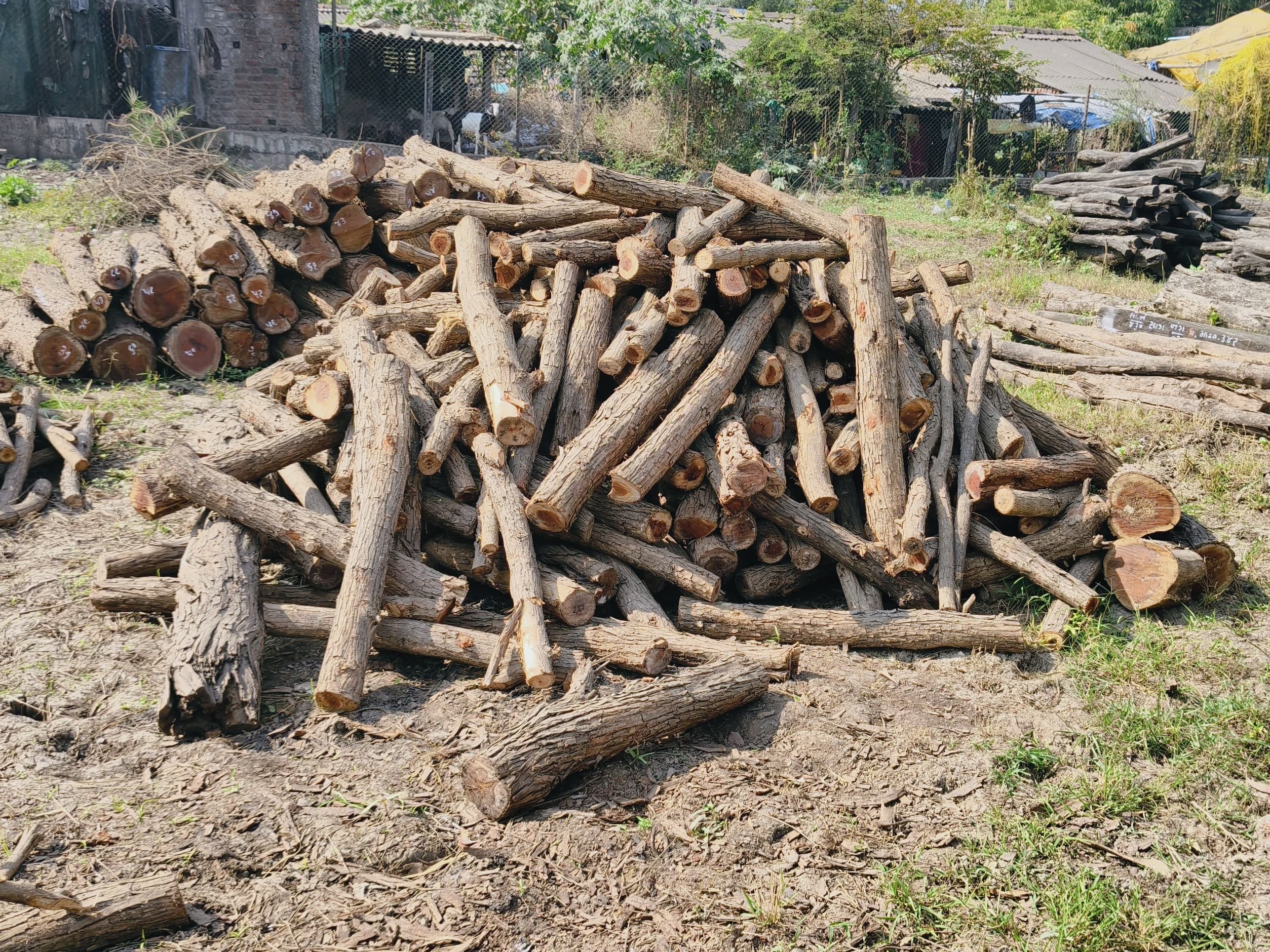 Khair Wood Smuggling Network Busted Gujarat Maharashtra Accused | ખેર  લાકડાની તસ્કરીનું આંતરરાજ્ય નેટવર્ક ઝડપાયું: ગુજરાત-મહારાષ્ટ્રમાં 19થી વધુ  આરોપીઓની સંડોવણી - Chikhli ...