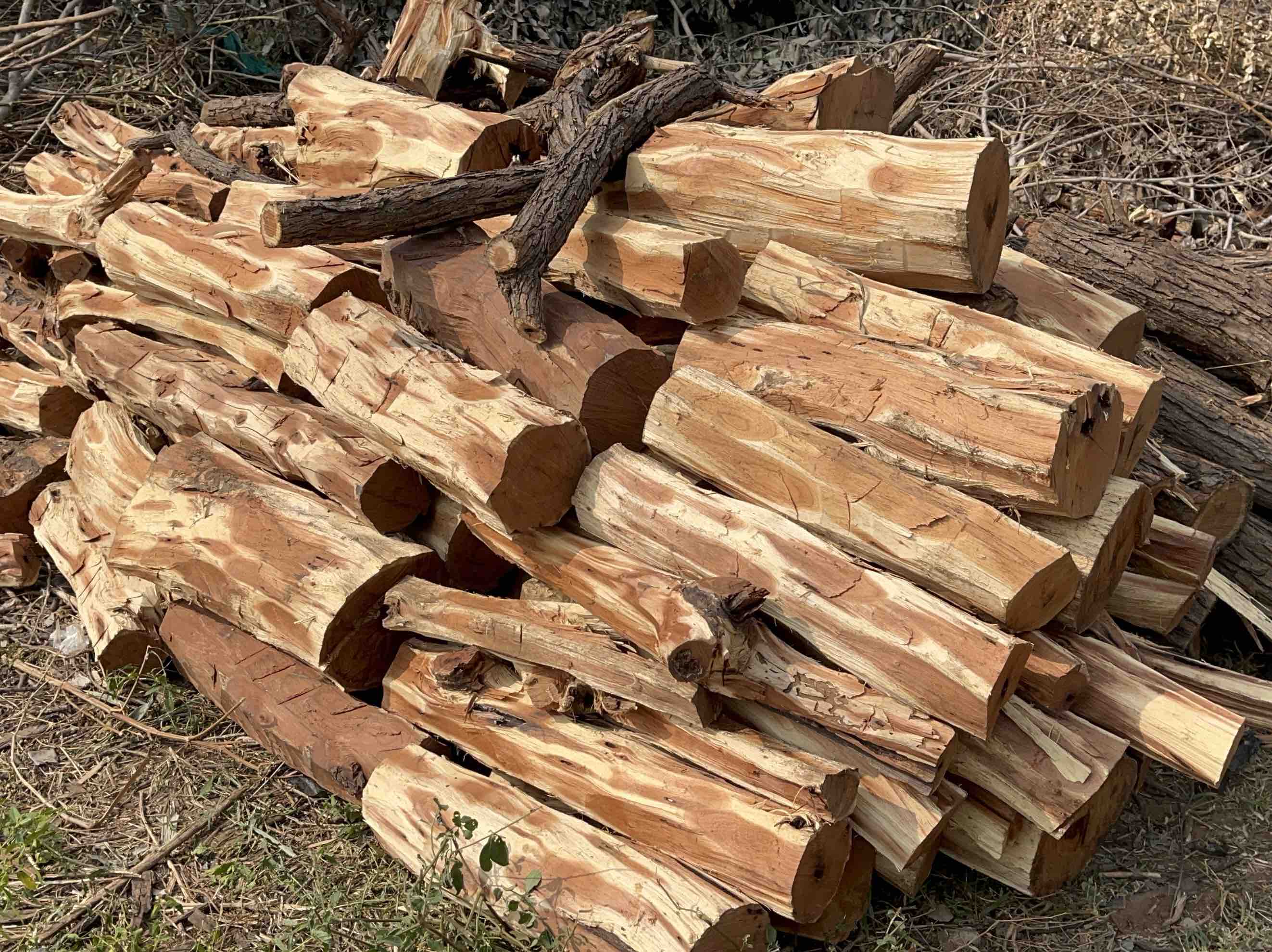 60 maunds of wood seized in Amirgarh | અમીરગઢમાં 60 મણ ખેરના લાકડા ઝડપાયા: ખજુરિયા  વિસ્તારમાં ગેરકાયદેસર કપાણ બદલ વન વિભાગની કાર્યવાહી - banaskantha  (Palanpur) News | Divya ...
