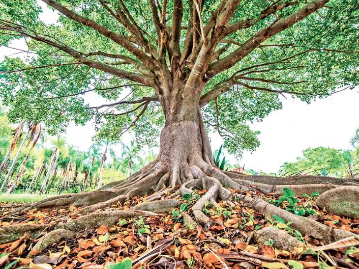 The root does not even get to taste the fruits of its own tree, let ...