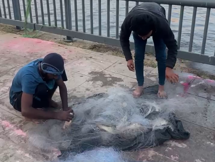 Despite the presence of security guards, hundreds of fish were caught ...