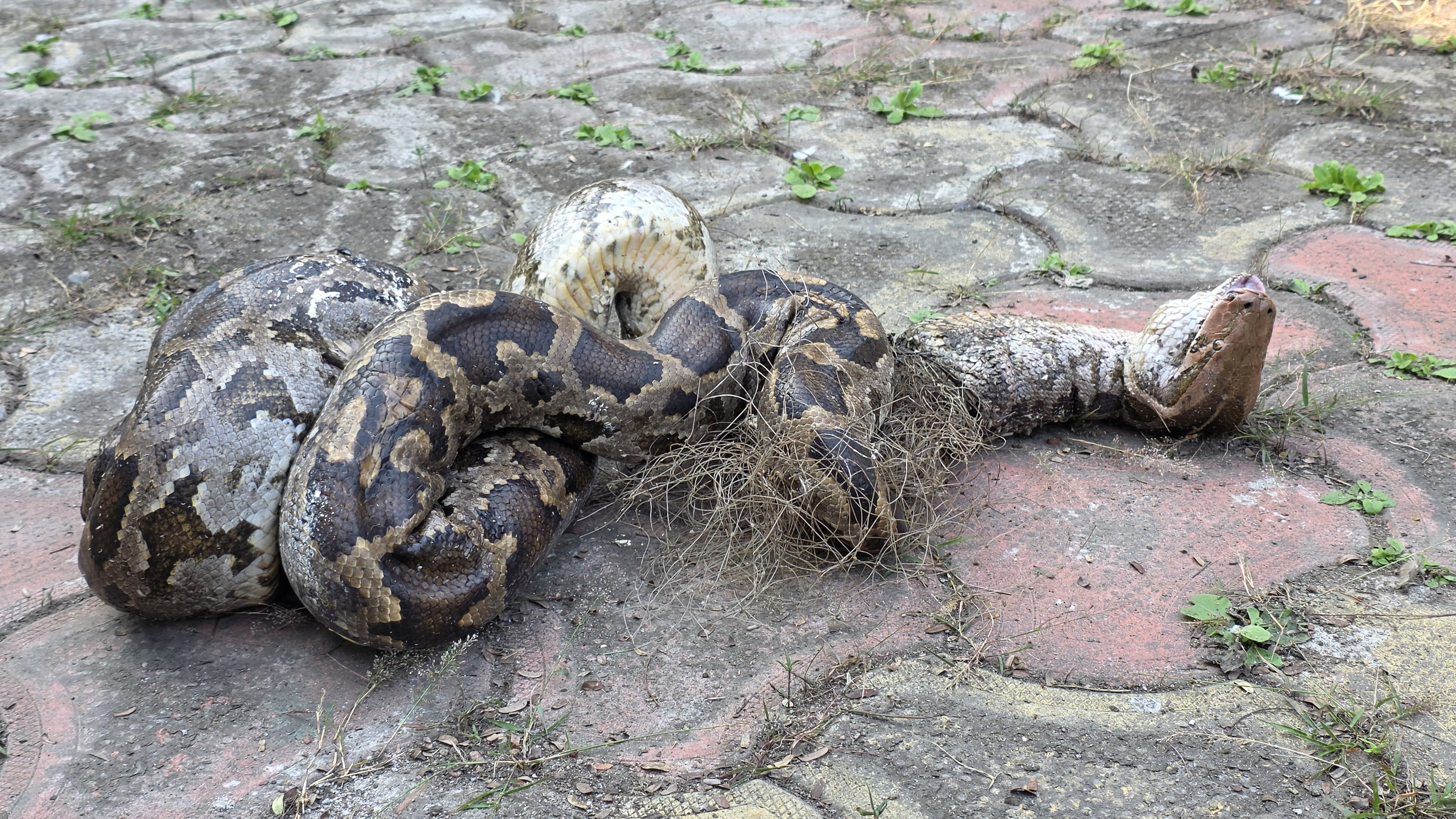 Python trapped in fishing net rescued in Puni village | અજગરનું ...