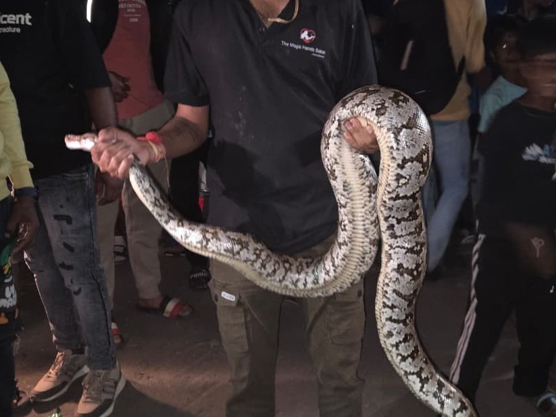 7ft Python 7-foot-long python rescued in Karcheliya village