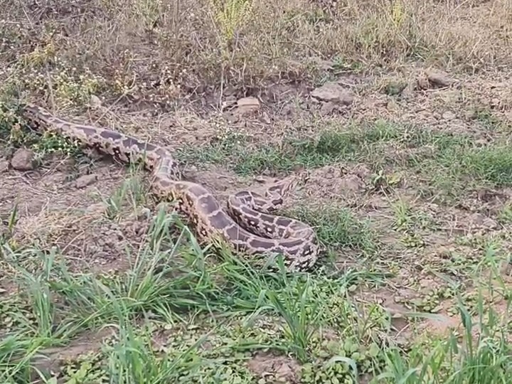 Smith Farm Python 10-foot python rescued from a farm in Limbhoi Pazkampa
