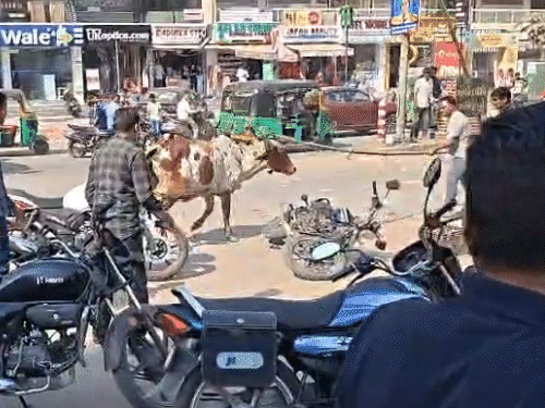 Stray cow attacks 2 youths in Vadodara Live visuals capture chaos; one ...