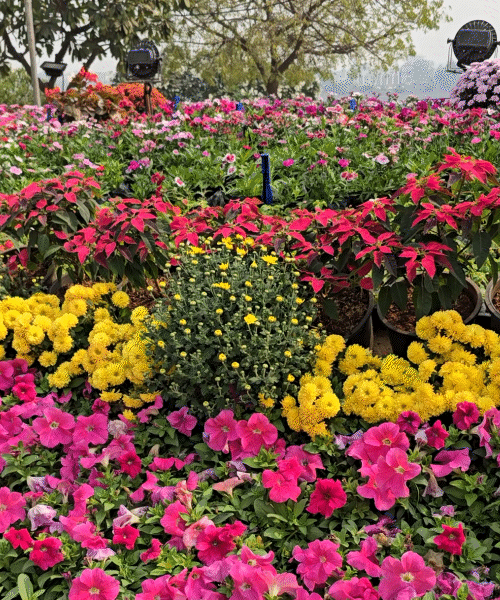 Flower show kicks off today with stunning Kashmir-like views World record  to be set with Sardar Patel statue; free parking details provided -  Ahmedabad News | Bhaskar English