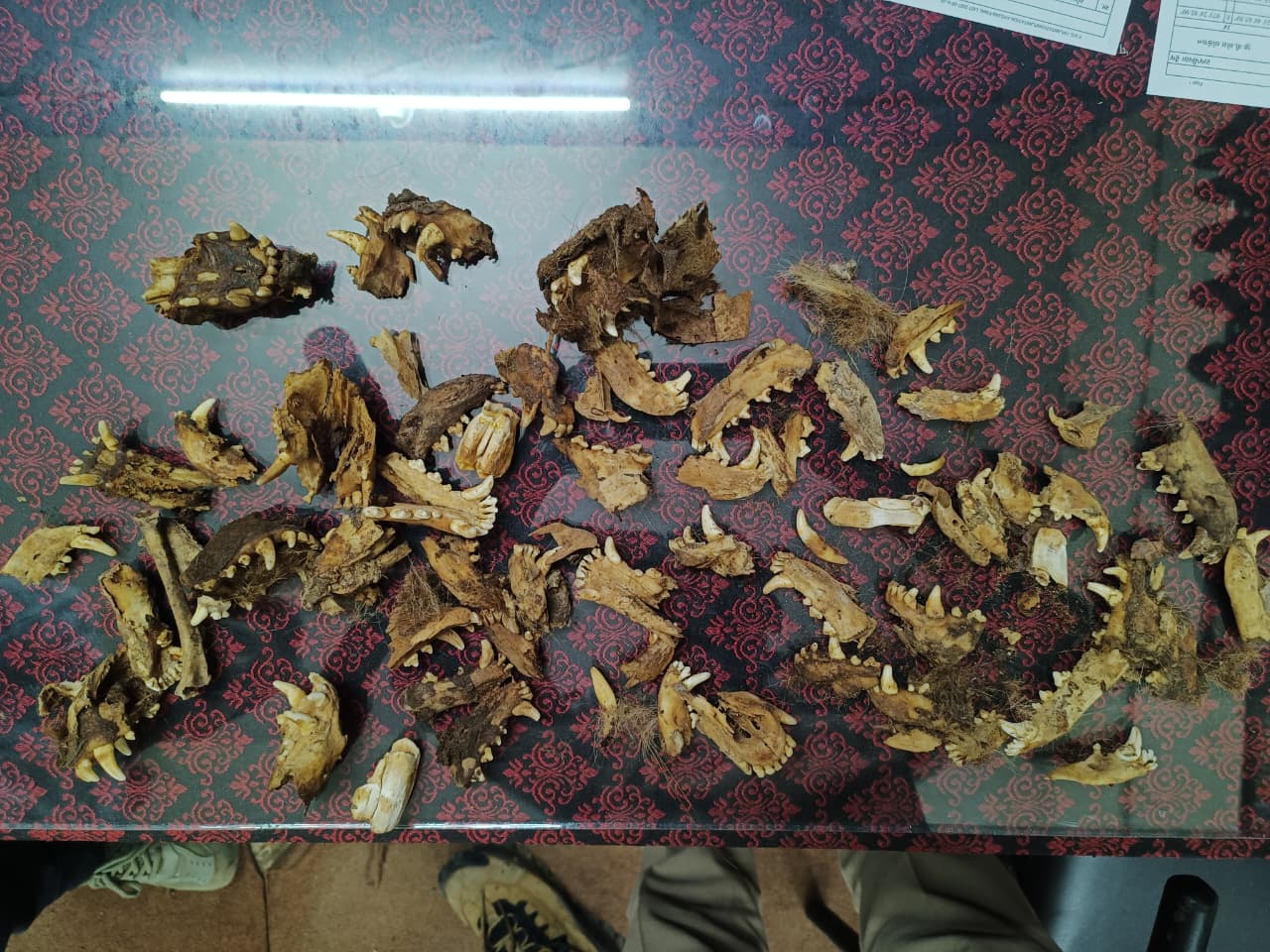 વાઘના જડબાના અવશેષો