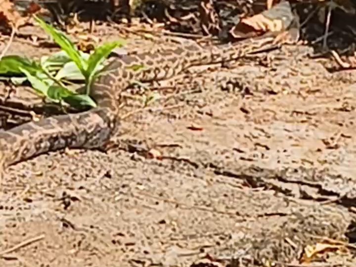 A 12-foot-long python emerged during worship