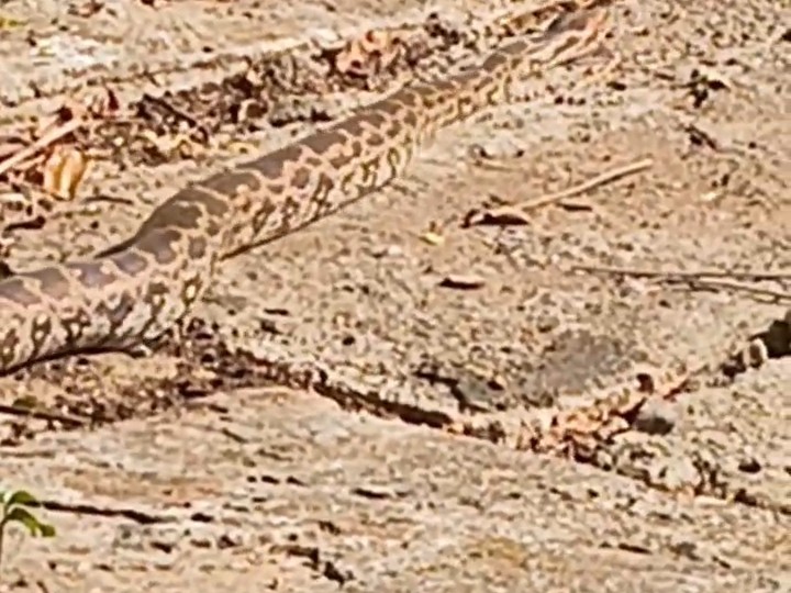 A 12-foot-long python emerged during worship