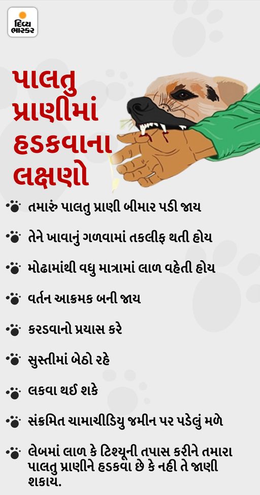 Banaskantha Man Rabies Attack; Bites People, Creates Chaos at Hospital