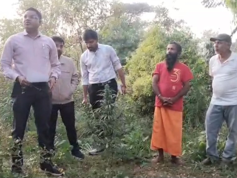 Meghraj Ganja Cultivation Busted; 1 Arrested, 83 Plants Seized | Aravalli