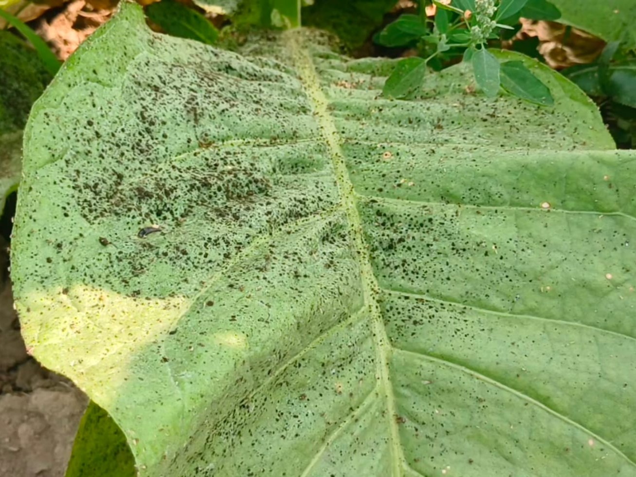 Expert Advisory: Use Dimethoate to Control Aphids in Crops