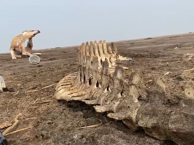 Dolphin Skeleton and Poisonous Sea Snake Found at Valsad's Surwada Beach