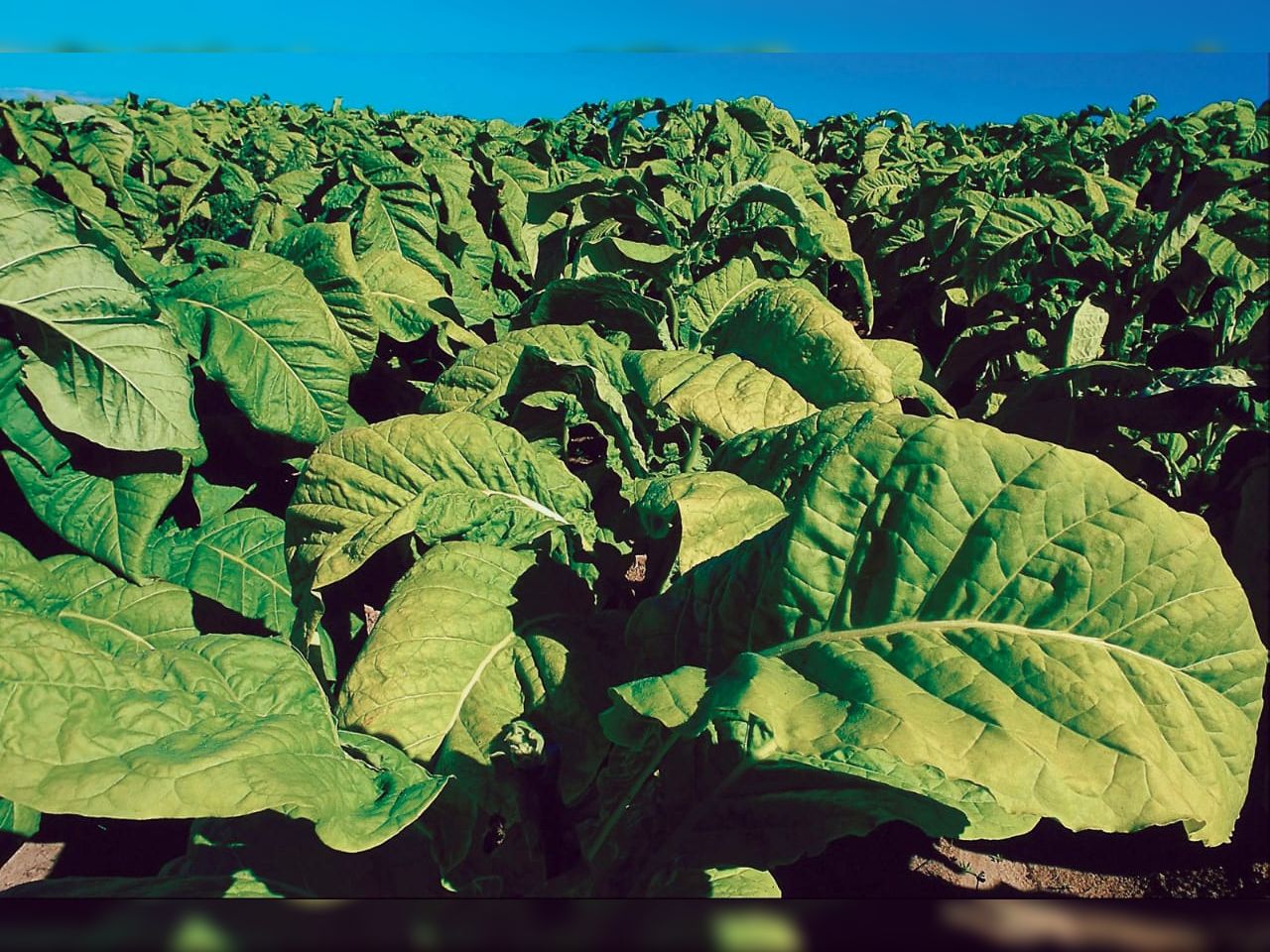 પ્રતિકાત્મક તસવીર - Divya Bhaskar