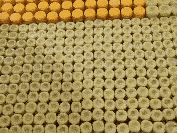 Poison in Ghee Containers