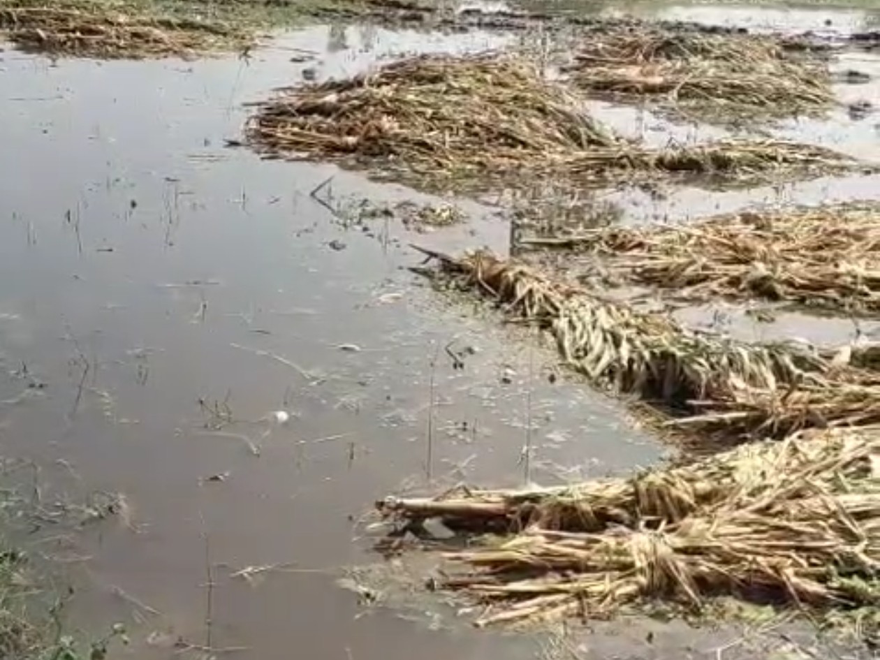 Mahisagar Hailstorm; Unseasonal Rain Damages Crops | Balasinor Dolatporda