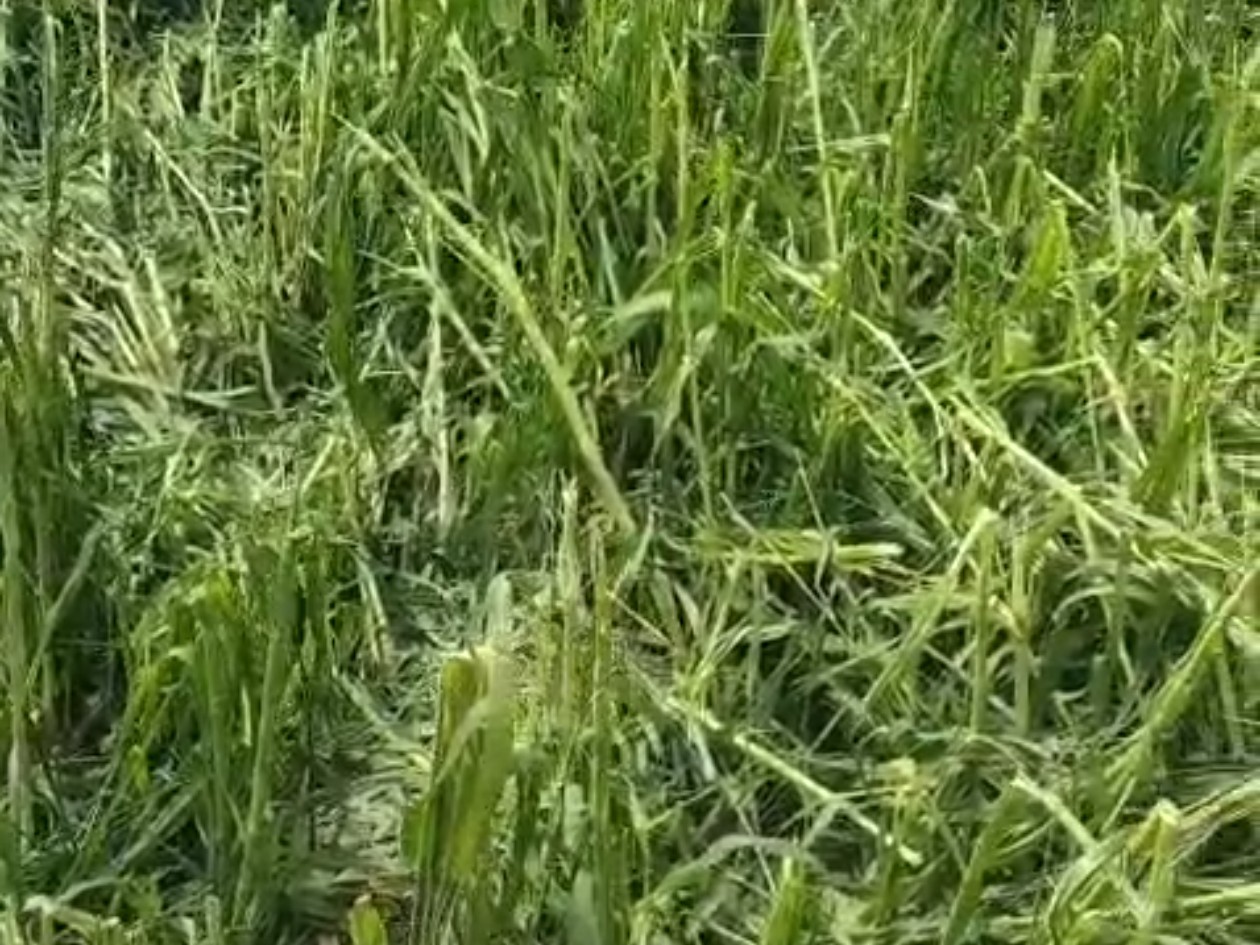Mahisagar Hailstorm; Unseasonal Rain Damages Crops | Balasinor Dolatporda