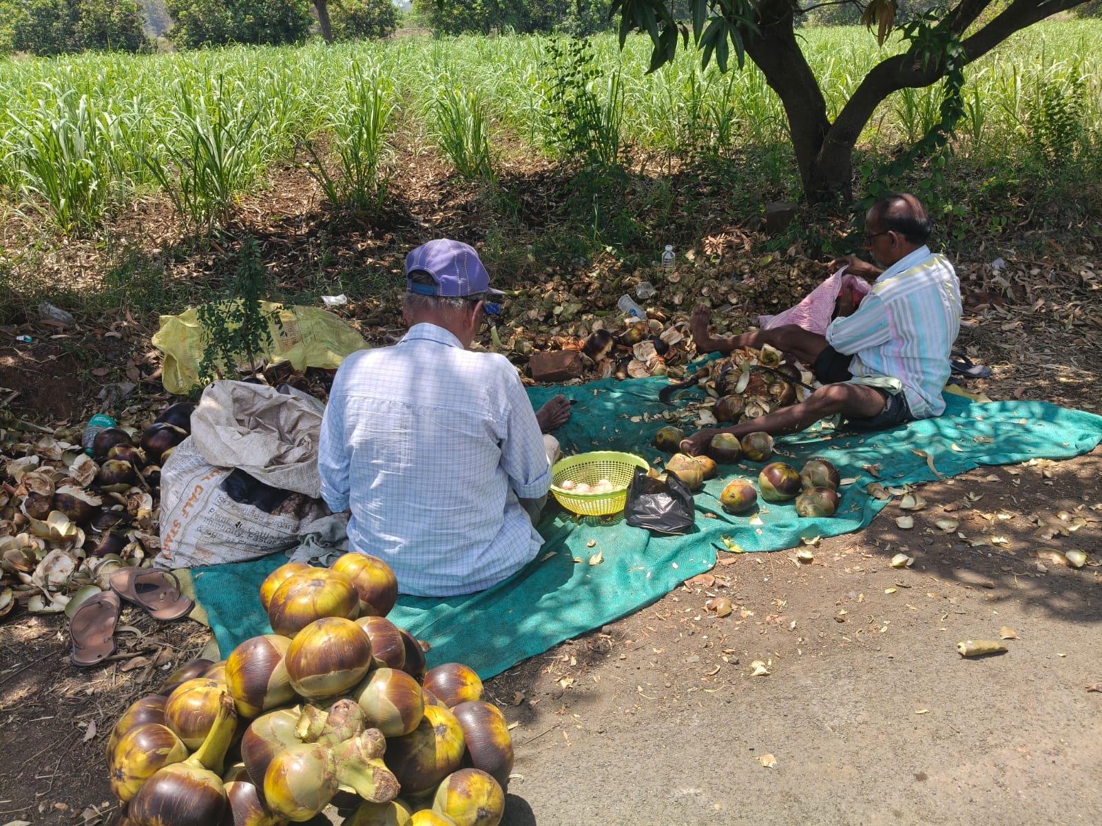 Galeli, a summer cooling fruit, became a VIP fruit for the common ...