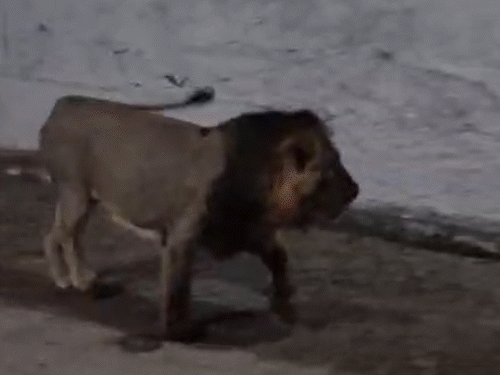 Chilling Video from Gir