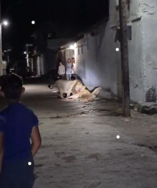 Chilling Video from Gir