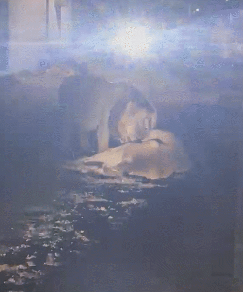 Chilling Video from Gir