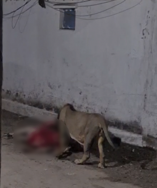 Chilling Video from Gir