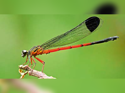 Dhaneda Insect 143 Odonata species recorded in Western Ghats in two-year survey