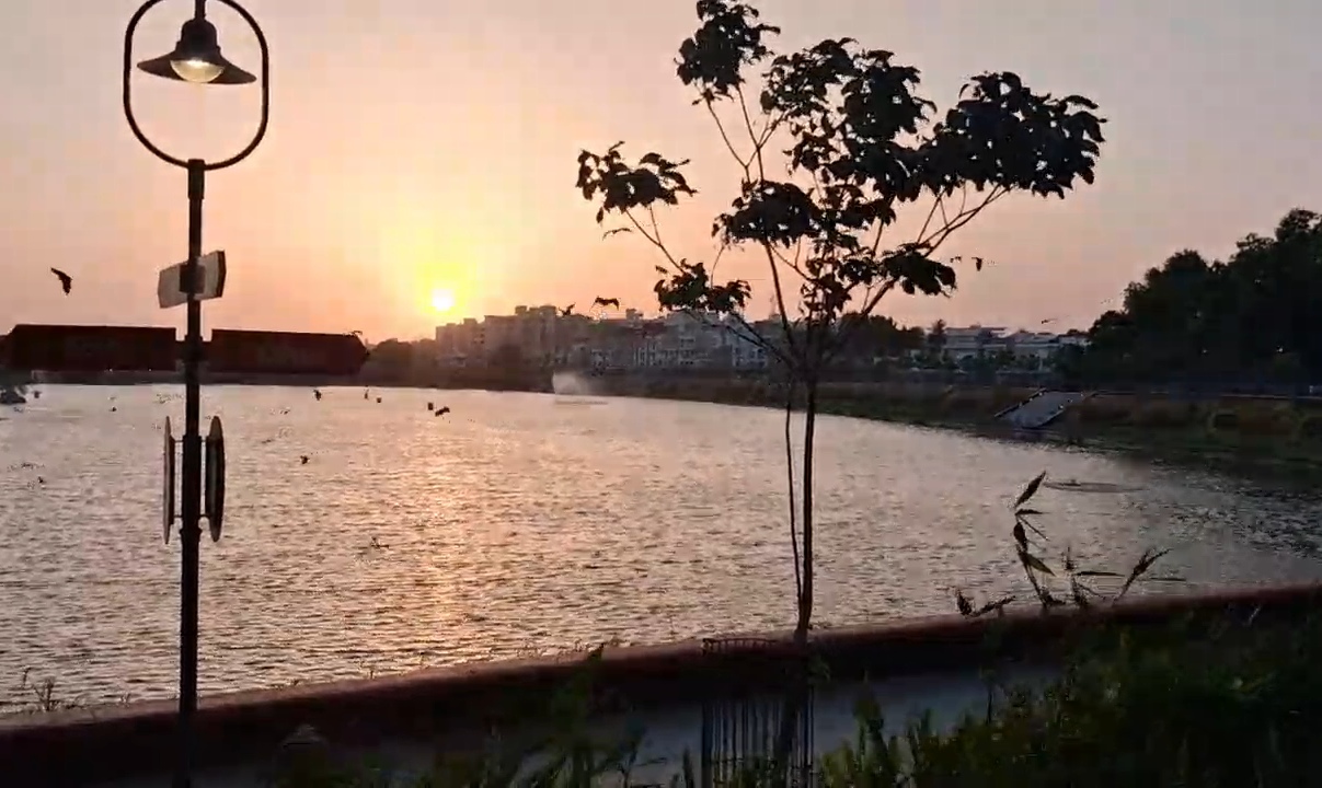 Junagadh Narasinh Mehta Sarovar Fish Deaths; Oxygen Shortage Amidst 60 ...