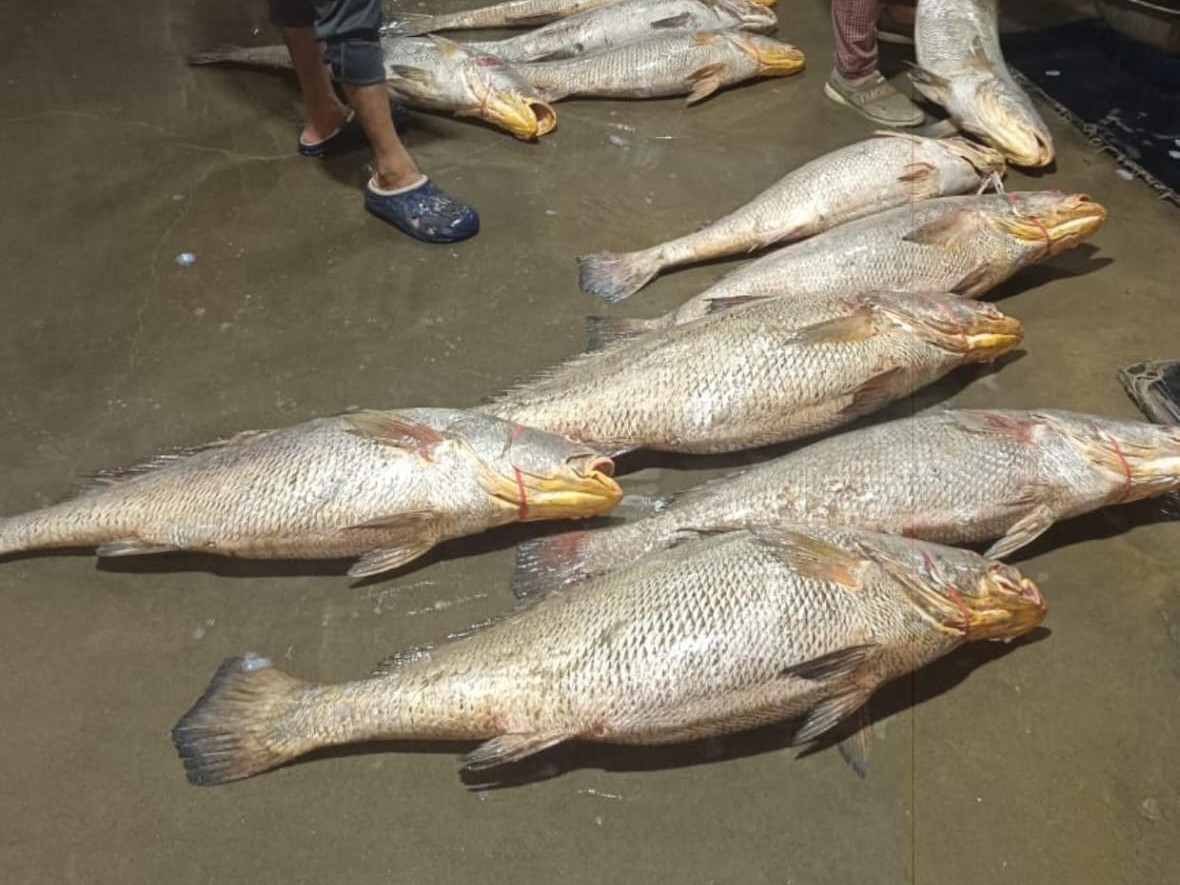 Jam-salaya Fishermen Find Rare Dhhol Fish in Jakhau | Lakhs Earn
