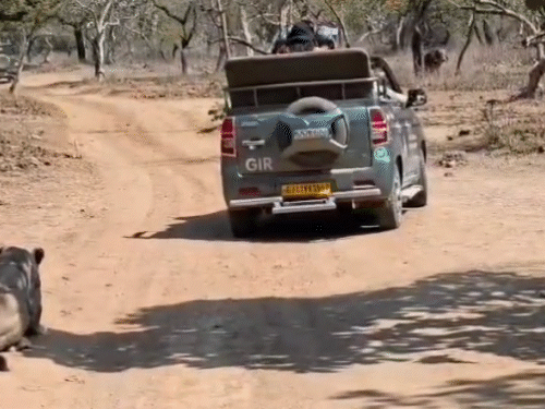 The Real King of Gir