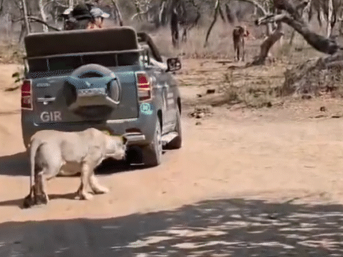 The Real King of Gir