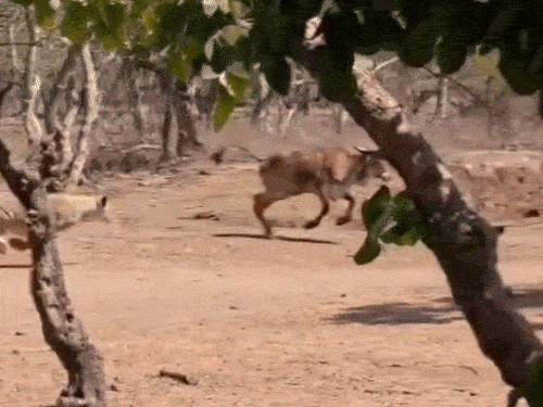 The Real King of Gir