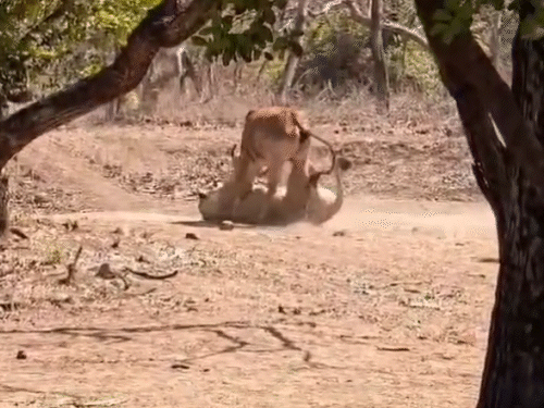 The Real King of Gir