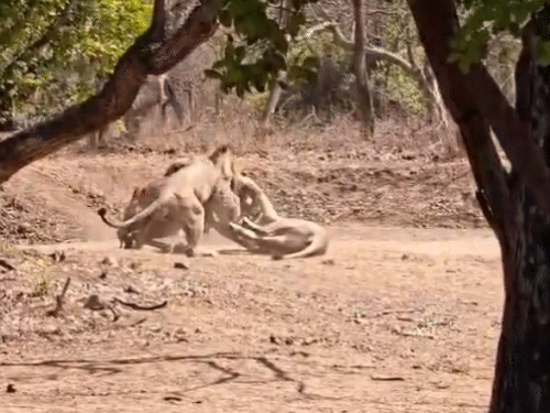The Real King of Gir